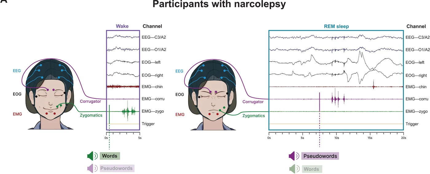 How sleeping minds decide: State-specific reconfigurations of lexical decision-making